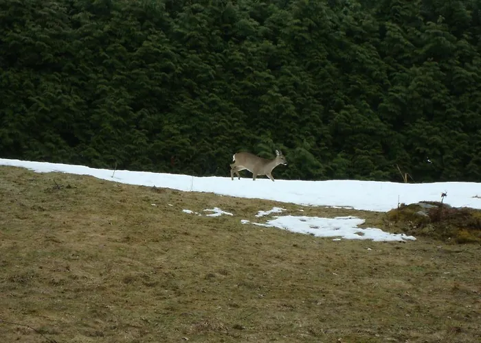 Le Caribou Saint-Gervais-les-Bains